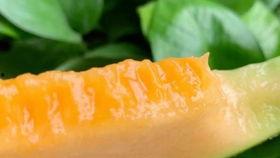 吃哈密瓜的新疆网红叫什么,新疆美食新宠儿