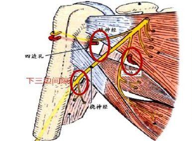 肌之间隙在线观看,揭秘人体肌肉奥秘的在线之旅